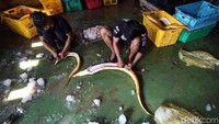Sejumlah pekerja sedang membersihkan ikan di salah satu pabrik penampungan dan pengumpul ikan di Kabupaten Karimun, Kepulauan Riau.