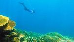 Foto: Surga Bawah Laut yang Tersembunyi di Sulawesi Barat