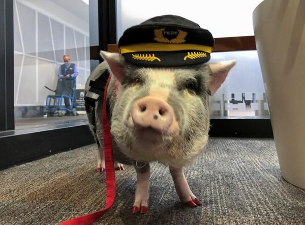 Gayanya pun nyentrik, mengenakan topi pilot dan kukunya yang dicat berwarna merah membuat siapapun akan teralihkan. (Jane Ross/Reuters) Gayanya pun nyentrik, mengenakan topi pilot dan kukunya yang dicat berwarna merah membuat siapapun akan teralihkan. (Jane Ross/Reuters)