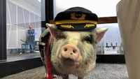 Gayanya pun nyentrik, mengenakan topi pilot dan kukunya yang dicat berwarna merah membuat siapapun akan teralihkan. (Jane Ross/Reuters)