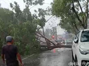 Hujan Disertai Angin Kencang, Ada 8 Titik Pohon Tumbang dan PJU Roboh