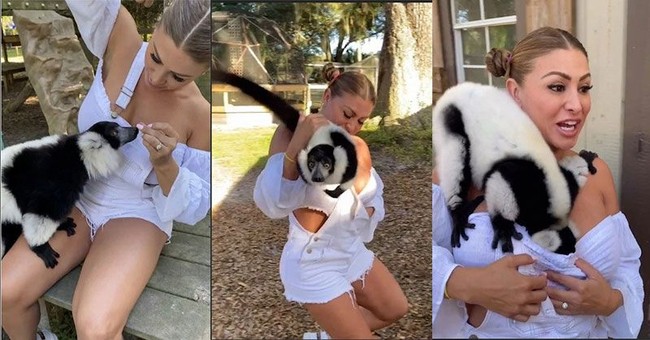 Francia James mengalami peristiwa tak terduga saat ia berkeliling kebun binatang di Webster, Florida. Model seksi ini sedang mencoba memberi makan lemur ketika hewan tersebut menerobos masuk ke bajunya. Foto: Instagram