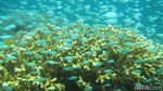 Foto: Surga Bawah Laut yang Tersembunyi di Sulawesi Barat