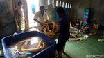 Produksi Ikan di Perbatasan Ini Tembus Pasar Singapura