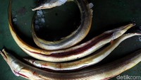 PT Abe 88 merupakan salah satu perusahaan yang bergerak di bidang penampungan dan pengumpul ikan di Kabupaten Karimun, Kepulauan Riau. Pengurus PT Abe 88, Ako, mengatakan perusahaan itu mengumpulkan semua jenis ikan dari nelayan, kecuali jenis ikan yang dilindungi berdasarkan keputusan Kementerian Kelautan dan Perikanan (KKP).