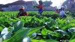 Melihat Petani Lampegan Panen Kangkung