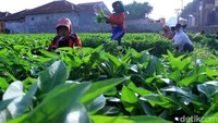 Tanaman kangkung ini dijual kepada pengepul, yang nantinya akan dijual kembali di Pasar Induk Caringin Kota Bandung.