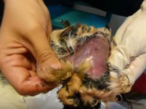 Makanan yang Sebabkan Mati Mendadak hingga yang Aneh untuk Bertahan Hidup