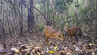 Rusa Vietnam kembali terlihat di alam liar dekat Nha Trang, Vietnam, usai selama 30 tahun hewan langka ini tak pernah terlihat dan sempat dikira telah punah. Menurut laporan penemuan ini yang dirilis hari Selasa (12/11/2019) dalam Jurnal Nature, kepunahan rusa Vietnam sebelumnya dikhawatirkan terjadi akibat pembukaan lahan dan perburuan liar di habitat hewan ini. Sebelum adanya rekaman video dan foto-foto ini, keberadaan tikus-rusa hanya diketahui dari beberapa bangkai spesies ini dan dari cerita warga setempat. Dok. Southern Institute of Ecology/Global Wildlife Conservation/Leibniz Institute for Zoo and Wildlife Research/NCNP via AP