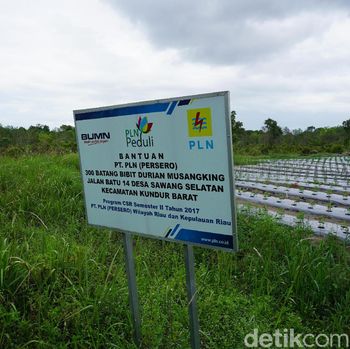 Pulau Kundur, Daerah Perbatasan RI Penghasil Durian Kelas Wahid