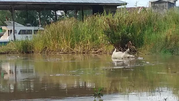 Geger Bangkai Babi di Medan Merembet ke Jalan