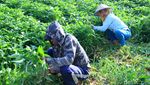 Melihat Petani Lampegan Panen Kangkung