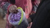 Harga saffron ini terbilang sangat mahal. Untuk setiap 453 gram atau 1 pon-nya dibanderol seharga Rp 70 juta rupiah. Demi menghasilkan 1 pon saffron, dibutuhkan lebih dari 170.000 pucuk bunga. AP Photo/Mosaab Elshamy.