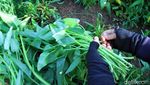 Melihat Petani Lampegan Panen Kangkung