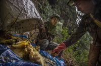 Demi Bertahan Hidup, Orang-orang Ini Rela Ambil Madu di Tebing Curam