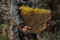 Demi Bertahan Hidup, Orang-orang Ini Rela Ambil Madu di Tebing Curam