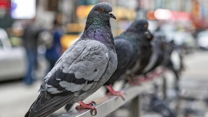 Pigeons line up in New York City