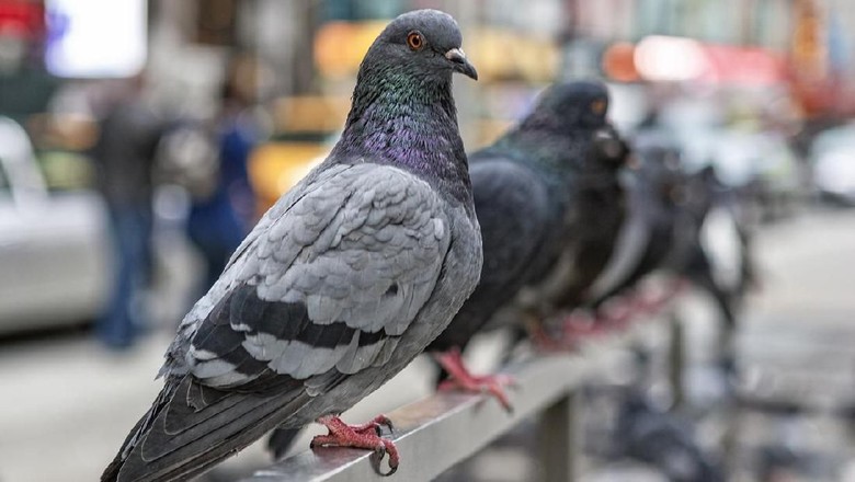 Burung Merpati Pigeons line up in New York City