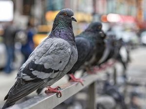 Punya Perilaku Unik, Mengapa Ada Jenis Merpati yang Suka Jungkir Balik?