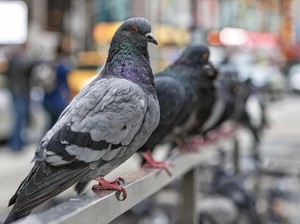 Terbang Lintas Negara, Merpati Ini Disangka Mata-Mata
