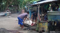 Saat di lokasi, tim kami juga melihat warga sedang menyembelih babi. Dan memang benar jika jarang terlihat warga laki-laki, karena meski yang menyembelih babi adalah seorang pria namun Ketua RT di sana adalah wanita, Elisna itu sendiri (Foto: Ahmad Masaul Khoiri/detikcom)