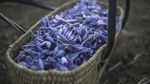Memanen Rempah Termahal di Dunia