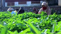 Cara memanen tanaman kangkung ini dilakukan dengan cara dipetik atau dipotong menggunakan pisau cutter.
