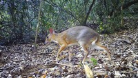 Temuan ini menunjukkan bahwa, setidaknya di kawasan hutan tersebut, populasi spesies ini kemungkinan cukup besar. Kini para peneliti tersebut menyarankan perlunya penelitian lebih lanjut untuk memastikan apakah ada populasi hewan itu pada habitat lainnya di Vietnam. Selain itu, mereka mendorong perlunya strategi mitigasi untuk melindungi habitat hewan tersebut. Dok. Southern Institute of Ecology/Global Wildlife Conservation/Leibniz Institute for Zoo and Wildlife Research/NCNP via AP