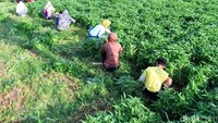 Dengan luas lahan sekitar 80 tumbak, petani di sini menjual hasil panen kangkung Rp 2 juta.