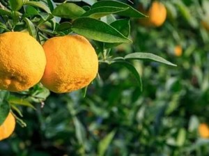 Saat Musim Hujan, Orang Korea Selalu Makan Buah Yuja