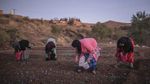 Memanen Rempah Termahal di Dunia