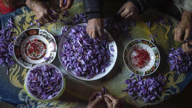 In this Tuesday, Nov. 5, 2019 photo, villagers collect Saffron flowers at dawn during harvest season in Askaoun, a small village near Taliouine, in Morocco's Middle Atlas Mountains. The saffron plants bloom for only two weeks a year and the flowers, each containing three crimson stigmas, become useless if they blossom, putting pressure on the women to work quickly and steadily. (AP Photo/Mosa'ab Elshamy)