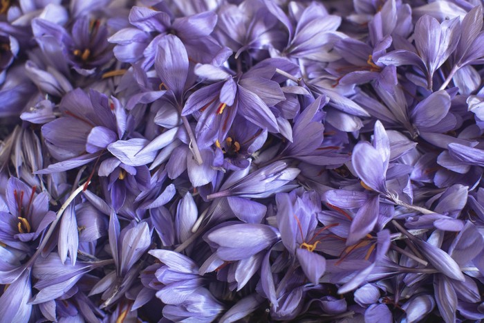 Memanen Rempah Termahal di Dunia In this Tuesday, Nov. 5, 2019 photo, villagers collect Saffron flowers at dawn during harvest season in Askaoun, a small village near Taliouine, in Moroccos Middle Atlas Mountains. The saffron plants bloom for only two weeks a year and the flowers, each containing three crimson stigmas, become useless if they blossom, putting pressure on the women to work quickly and steadily. (AP Photo/Mosaab Elshamy)