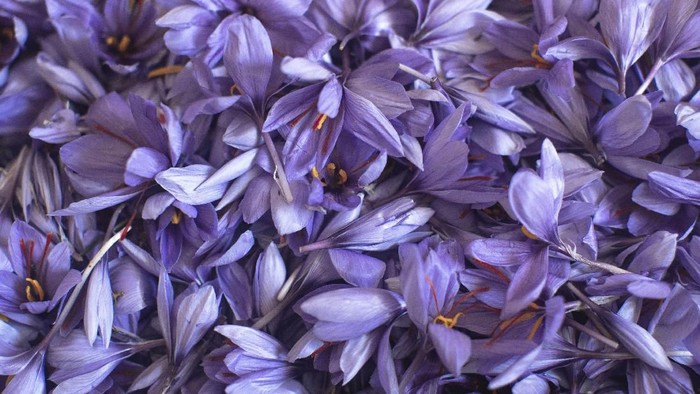 Memanen Rempah Termahal di Dunia In this Tuesday, Nov. 5, 2019 photo, villagers collect Saffron flowers at dawn during harvest season in Askaoun, a small village near Taliouine, in Moroccos Middle Atlas Mountains. The saffron plants bloom for only two weeks a year and the flowers, each containing three crimson stigmas, become useless if they blossom, putting pressure on the women to work quickly and steadily. (AP Photo/Mosaab Elshamy)