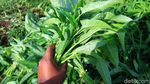 Melihat Petani Lampegan Panen Kangkung