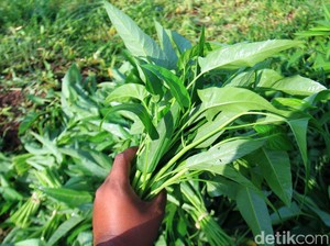 Terpopuler Sepekan : Kangkung Dianggap Gulma, Ini Olahan Kangkung yang Juara Enaknya