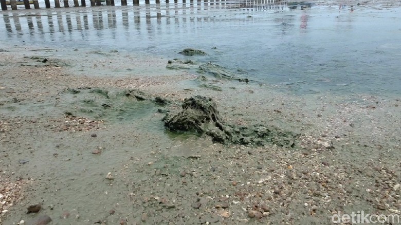 Lagi-lagi Pantai Wates Rembang Berlumpur, Bau dan Bikin Gatal Lagi-lagi Pantai Wates Rembang Berlumpur, Bau dan Bikin Gatal