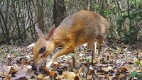 Hewan dengan ukuran tubuh yang kecil ini memiliki bulu berwarna keperakan di bagian kepala hingga kaki depan. Mirip sekali dengan rusa kecil. Namun bulu di bagian tubuh lainnya dari punggung hingga kaki belakang mirip dengan tikus hutan. International Union for Conservation of Nature mencatat status konservasi untuk hewan ini sebagai kurang data. Artinya, informasi tentang keberadaannya sangat minim. Dok. Southern Institute of Ecology/Global Wildlife Conservation/Leibniz Institute for Zoo and Wildlife Research/NCNP via AP