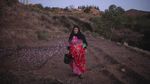 Memanen Rempah Termahal di Dunia