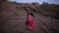 Bunga saffron tumbuh rendah di permukaan tanah dan setiap bunga hanya memiliki 3 helai stigma berwarna kemerahan. AP Photo/Mosaab Elshamy.