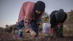 Memanen Rempah Termahal di Dunia