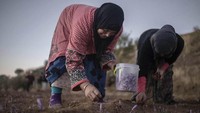 Para petani memanen bunga saffron di Desa Askaoun, Maroko, 5 November lalu. AP Photo/Mosaab Elshamy.