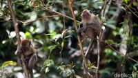 Pengunjung juga dapat sejumlah primata beraktivitas di pepohonan yang berada di kawasan air terjun tersebut.