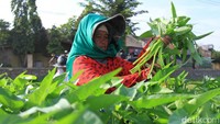Sejumlah petani melakukan panen kangkung.