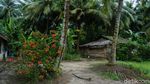 Potret Pulau Para Janda di Perbatasan RI