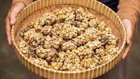 Hewan-hewan ini hanya diberi makan biji kopi setiap harinya dalam jumlah yang banyak, untuk diambil kotorannya dan diolah menjadi kopi luwak. Foto: Istimewa