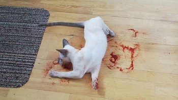 Bukan kucing mati. Itu kucing nakal yang bermain dengan bubuk paprika (Bored Panda)