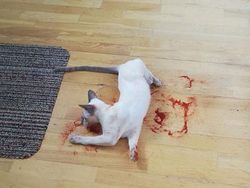 Aneka Foto yang Menipu Mata