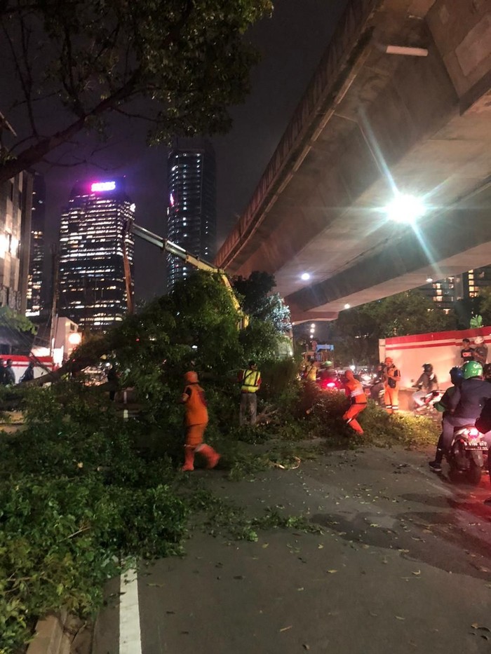 Ada Pohon Tumbang di Tebet Jaksel, Lalin Tersendat
