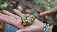 Padahal dulunya, kopi luwak ini tercipta dari hewan luwak yang memakan biji-biji kopi di alam bebas. Para petani kopi luwak juga dulunya hanya mengambil kopi luwak di hutan, tempat habitat asli para luwak. Foto: Istimewa